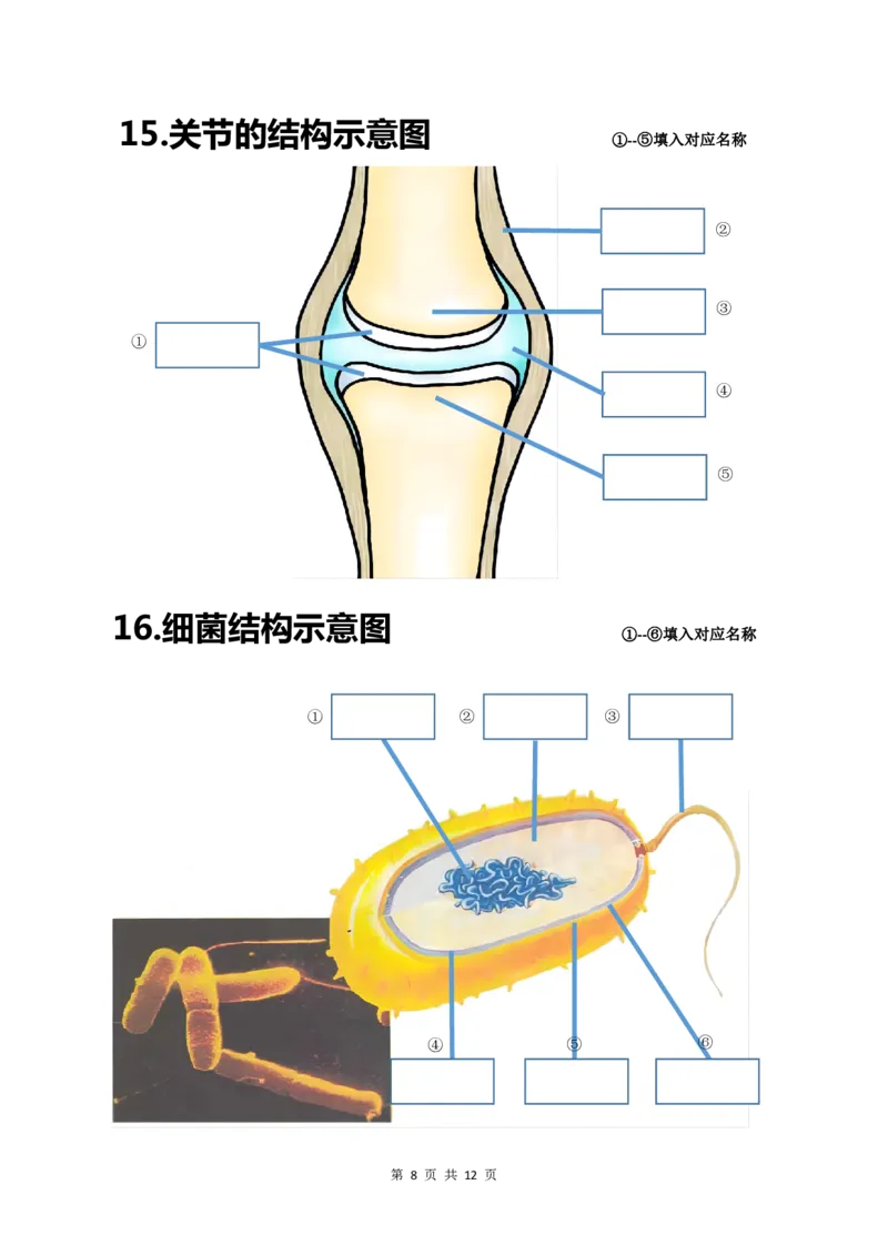 24年人教版八上生物20个重点图（附答案）_24秋《初中各科知识点梳理》_2024秋《名师总结》知识点789年级全科_24秋《名师总结》知识点八年级全科