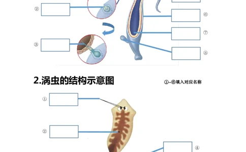 24年人教版八上生物20个重点图（附答案）_24秋《初中各科知识点梳理》_2024秋《名师总结》知识点789年级全科_24秋《名师总结》知识点八年级全科