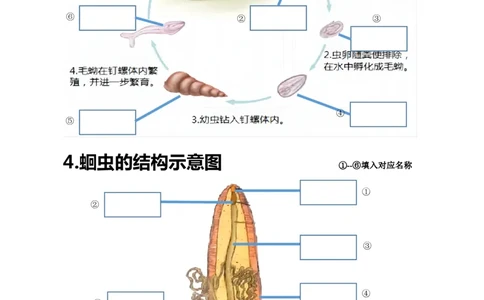 24年人教版八上生物20个重点图（附答案）_24秋《初中各科知识点梳理》_2024秋《名师总结》知识点789年级全科_24秋《名师总结》知识点八年级全科