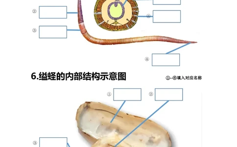 24年人教版八上生物20个重点图（附答案）_24秋《初中各科知识点梳理》_2024秋《名师总结》知识点789年级全科_24秋《名师总结》知识点八年级全科