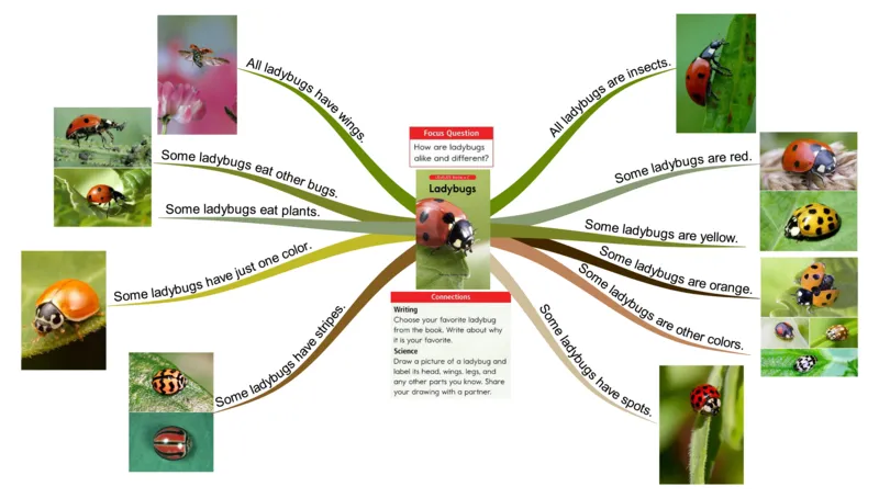 ladybugs_《小学思维导图》_思维导图语数英第二套_英语_思维导图_思维导图RAZC