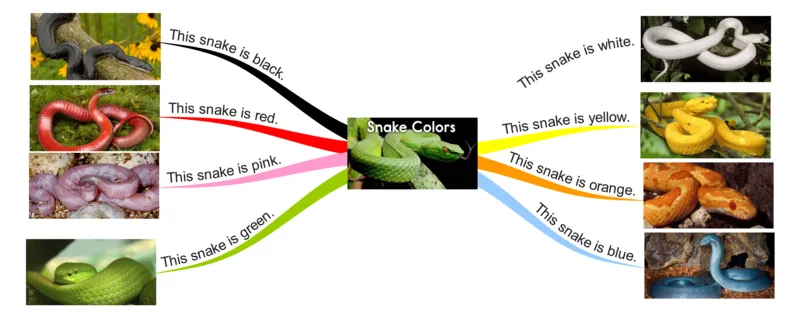 snakecolors_《小学思维导图》_思维导图语数英第二套_英语_思维导图_思维导图RAZA