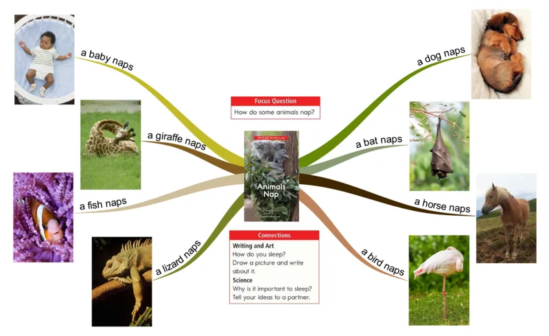 animalsnap_《小学思维导图》_思维导图语数英第二套_英语_思维导图_思维导图RAZAA
