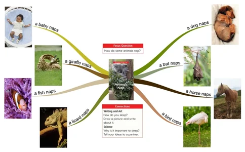 animalsnap_《小学思维导图》_思维导图语数英第二套_英语_思维导图_思维导图RAZAA