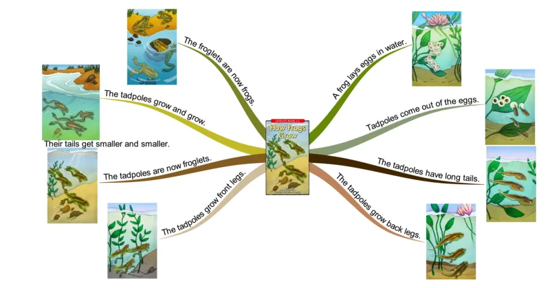 howfrogsgrow_《小学思维导图》_思维导图语数英第二套_英语_思维导图_思维导图RAZC