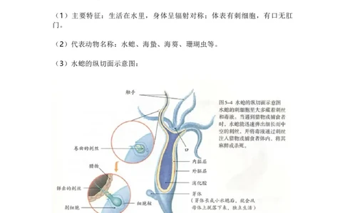 人教版初中生物八年级上册知识梳理_24秋《初中各科知识点梳理》_初中生物《知识梳理》7-8年级上下册_人教版初中生物7-8年级上下册知识点