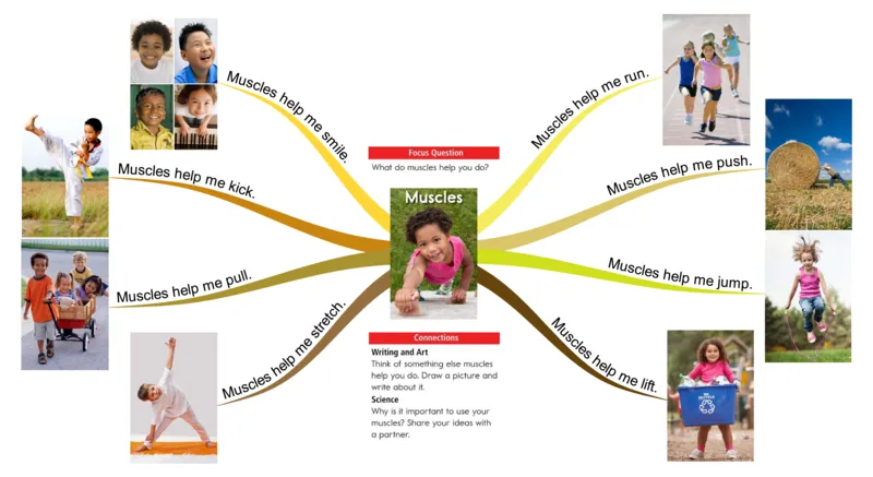 muscles_《小学思维导图》_思维导图语数英第二套_英语_思维导图_思维导图RAZA