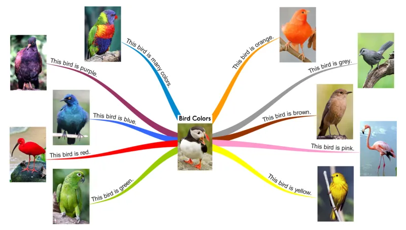 birdcolors_《小学思维导图》_思维导图语数英第二套_英语_思维导图_思维导图RAZA