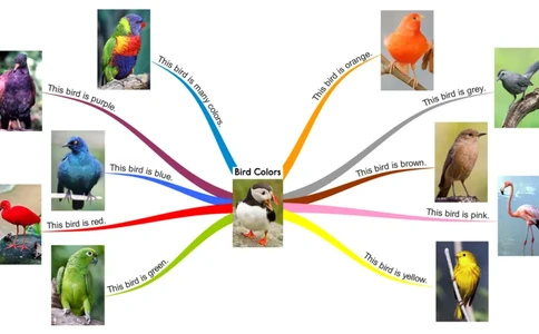 birdcolors_《小学思维导图》_思维导图语数英第二套_英语_思维导图_思维导图RAZA