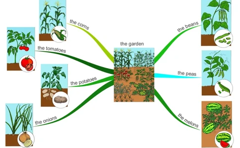 thegarden_《小学思维导图》_思维导图语数英第二套_英语_思维导图_思维导图RAZAA