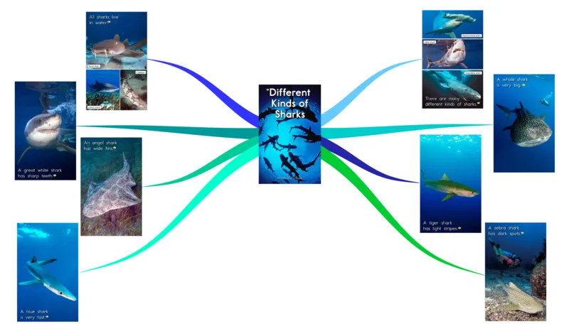 differentkindsofsharks_《小学思维导图》_思维导图语数英第二套_英语_思维导图_思维导图RAZC