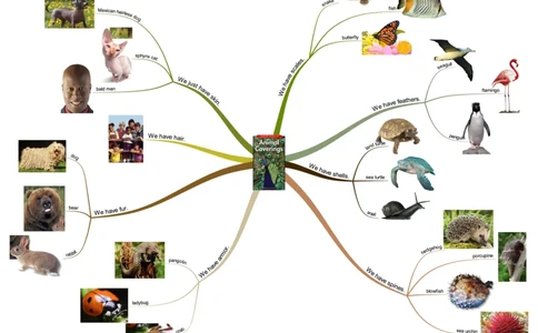 animalcoverings_《小学思维导图》_思维导图语数英第二套_英语_思维导图_思维导图RAZB