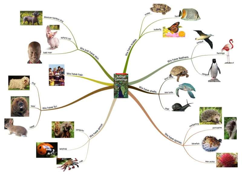 animalcoverings_《小学思维导图》_思维导图语数英第二套_英语_思维导图_思维导图RAZB