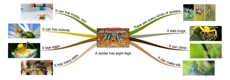 allaboutspiders_《小学思维导图》_思维导图语数英第二套_英语_思维导图_思维导图RAZC