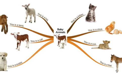 babyanimals_《小学思维导图》_思维导图语数英第二套_英语_思维导图_思维导图RAZA