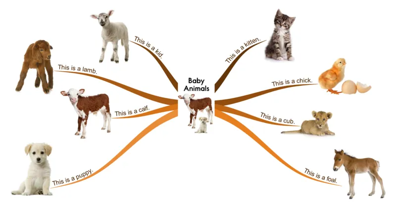 babyanimals_《小学思维导图》_思维导图语数英第二套_英语_思维导图_思维导图RAZA