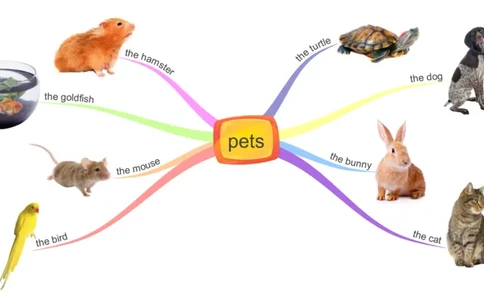 pets_《小学思维导图》_思维导图语数英第二套_英语_思维导图_思维导图RAZAA