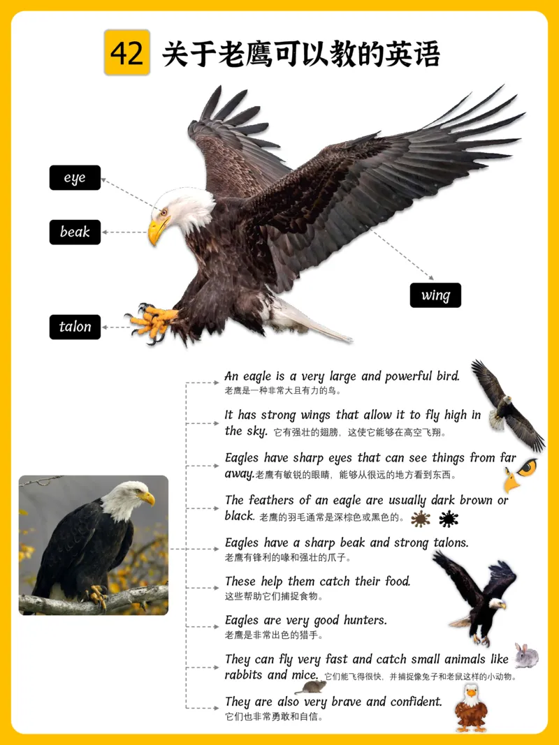 火爆的英语口语思维导图_《小学思维导图》_思维导图语数英第二套_英语_火爆的英语口语思维导图