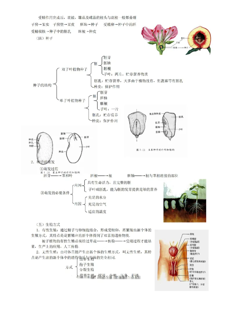 华东师大版初中科学九年级上册知识点_24秋《初中各科知识点梳理》_初中科学《知识梳理》7-9年级上下册_华师大版初中科学7-9年级上下册知识梳理