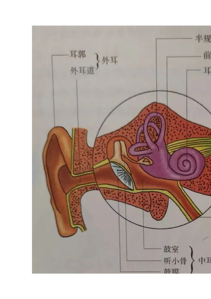 冀少版初中生物七年级下册知识点_24秋《初中各科知识点梳理》_初中生物《知识梳理》7-8年级上下册_冀少版初中生物7-8年级上下册知识点