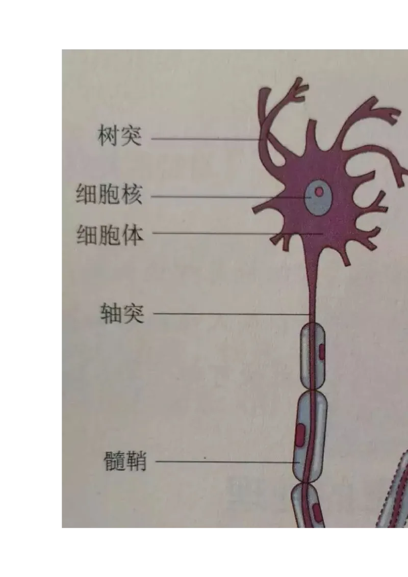 冀少版初中生物七年级下册知识点_24秋《初中各科知识点梳理》_初中生物《知识梳理》7-8年级上下册_冀少版初中生物7-8年级上下册知识点