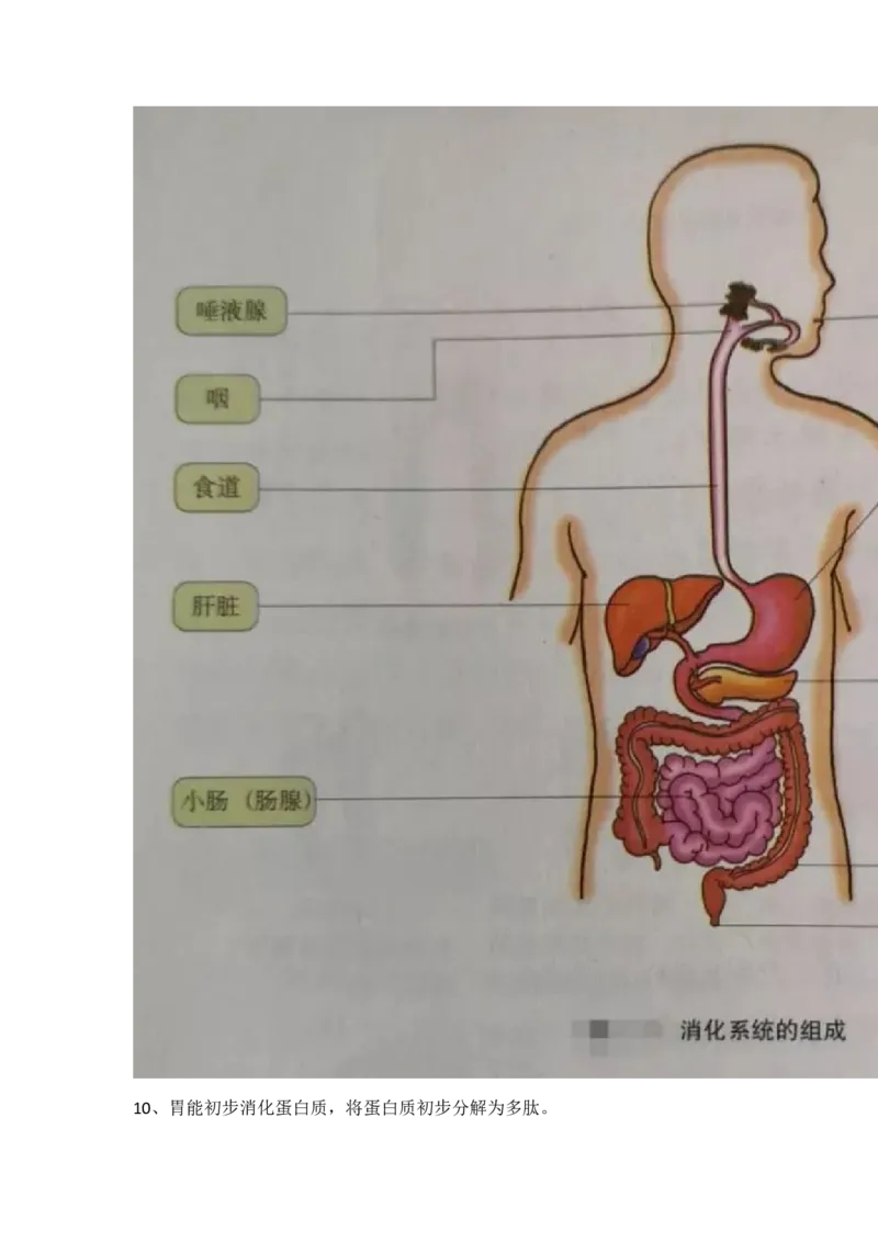 冀少版初中生物七年级下册知识点_24秋《初中各科知识点梳理》_初中生物《知识梳理》7-8年级上下册_冀少版初中生物7-8年级上下册知识点