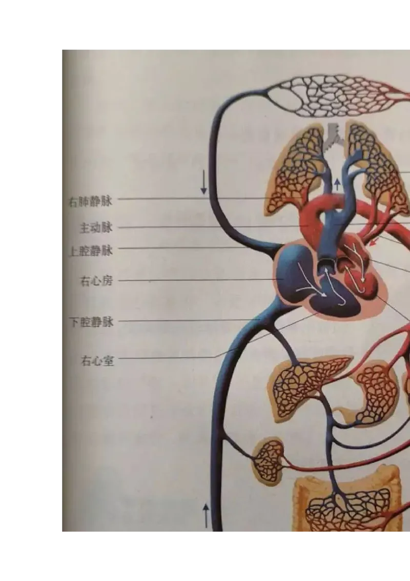 冀少版初中生物七年级下册知识点_24秋《初中各科知识点梳理》_初中生物《知识梳理》7-8年级上下册_冀少版初中生物7-8年级上下册知识点