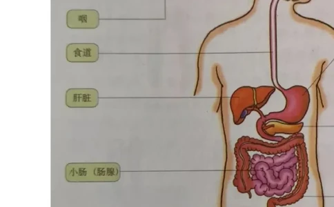 冀少版初中生物七年级下册知识点_24秋《初中各科知识点梳理》_初中生物《知识梳理》7-8年级上下册_冀少版初中生物7-8年级上下册知识点