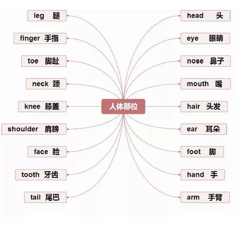 小学英语思维导图-知识点归纳_《小学思维导图》_英语思维导图