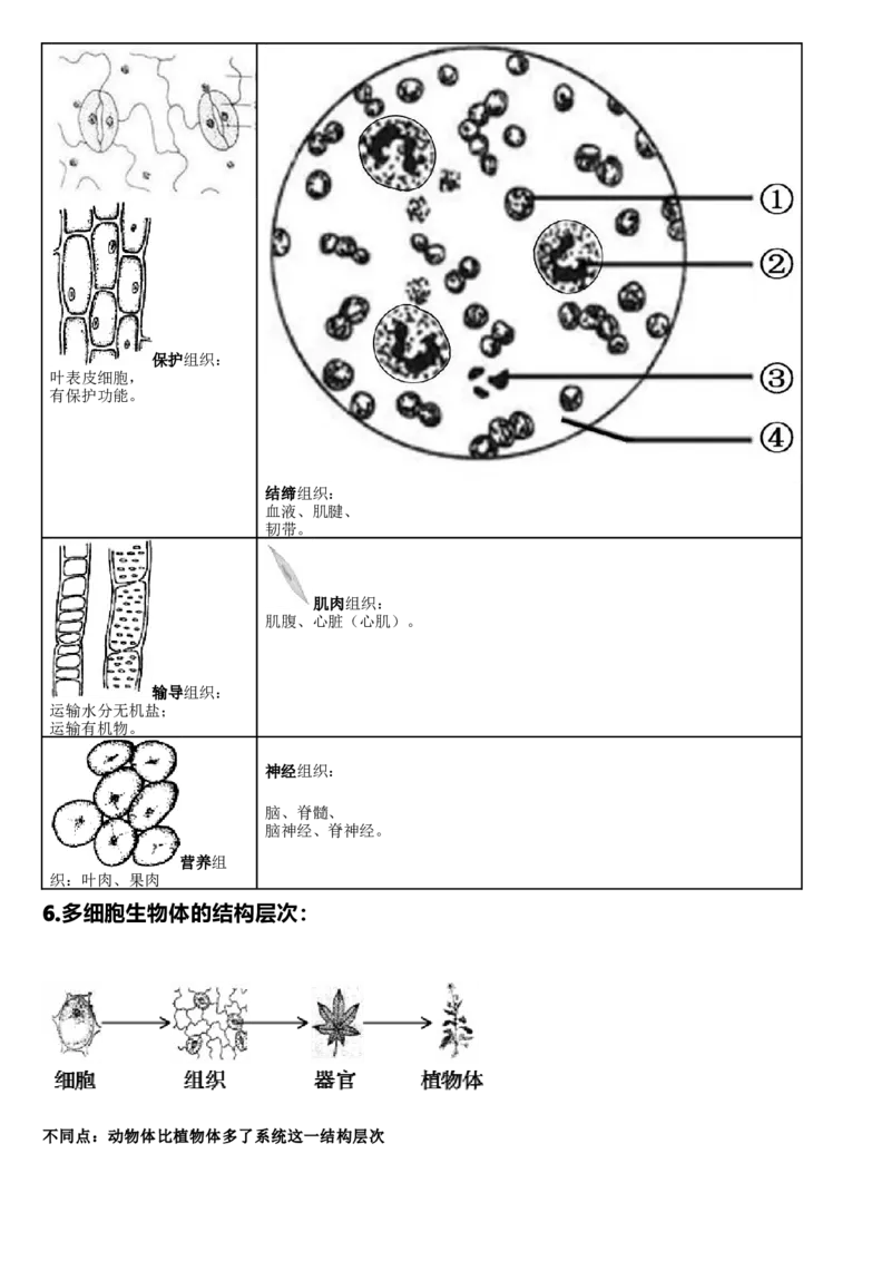 济南版初中生物七上知识点_24秋《初中各科知识点梳理》_初中生物《知识梳理》7-8年级上下册_济南版初中生物7-8年级上下册知识点