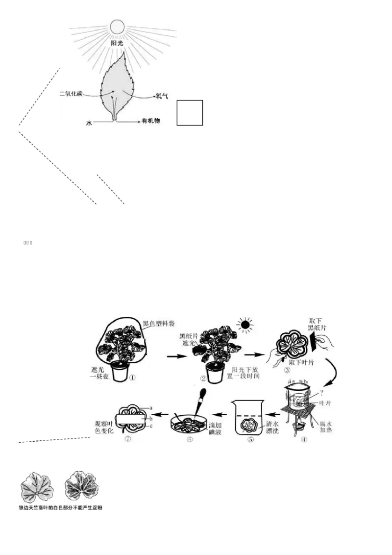 济南版初中生物七上知识点_24秋《初中各科知识点梳理》_初中生物《知识梳理》7-8年级上下册_济南版初中生物7-8年级上下册知识点