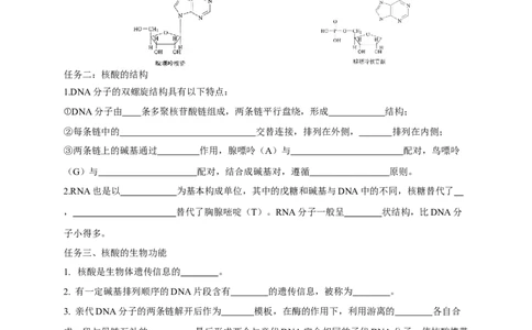 4.3核酸-学案-2020-2021学年下学期高二化学同步精品课堂(新教材人教版选择性必修3)（原卷版）_高化_2025春-人教版高中化学_05新版高中化学选择性必修3_1.课件+教案+学案+习题_学案