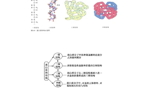 4.2蛋白质（解析版）-人教版2019选择性必修3）_高化_595801221724高中化学新人教版选择性必修一二三电子版教案PPT课件高中试卷_选择性必修3册（人教版）_讲义