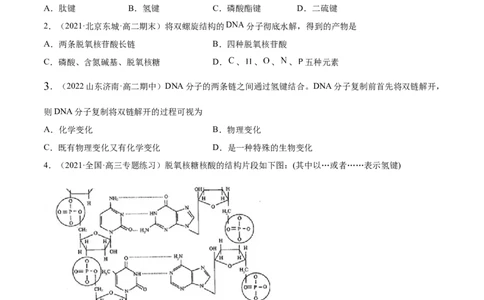 4.3核酸（精练）（人教版2019选择性必修3）(原卷版）_高化_595801221724高中化学新人教版选择性必修一二三电子版教案PPT课件高中试卷_选择性必修3册（人教版）_专项练习