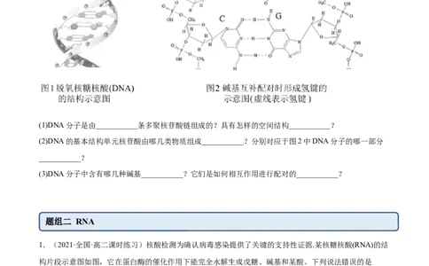 4.3核酸（精练）（人教版2019选择性必修3）(原卷版）_高化_595801221724高中化学新人教版选择性必修一二三电子版教案PPT课件高中试卷_选择性必修3册（人教版）_专项练习