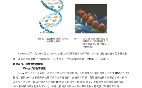 4.3核酸（原卷版）-人教版2019选择性必修3）_高化_595801221724高中化学新人教版选择性必修一二三电子版教案PPT课件高中试卷_选择性必修3册（人教版）_讲义