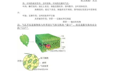 苏科教版初中生物七上知识点_24秋《初中各科知识点梳理》_初中生物《知识梳理》7-8年级上下册_苏科版初中生物7-8年级上下册知识点