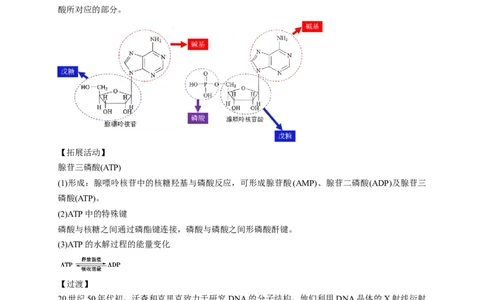 4.3核酸-教学设计-2020-2021学年下学期高二化学同步精品课堂(新教材人教版选择性必修3）_高化_2025春-人教版高中化学_05新版高中化学选择性必修3_1.课件+教案+学案+习题_教案