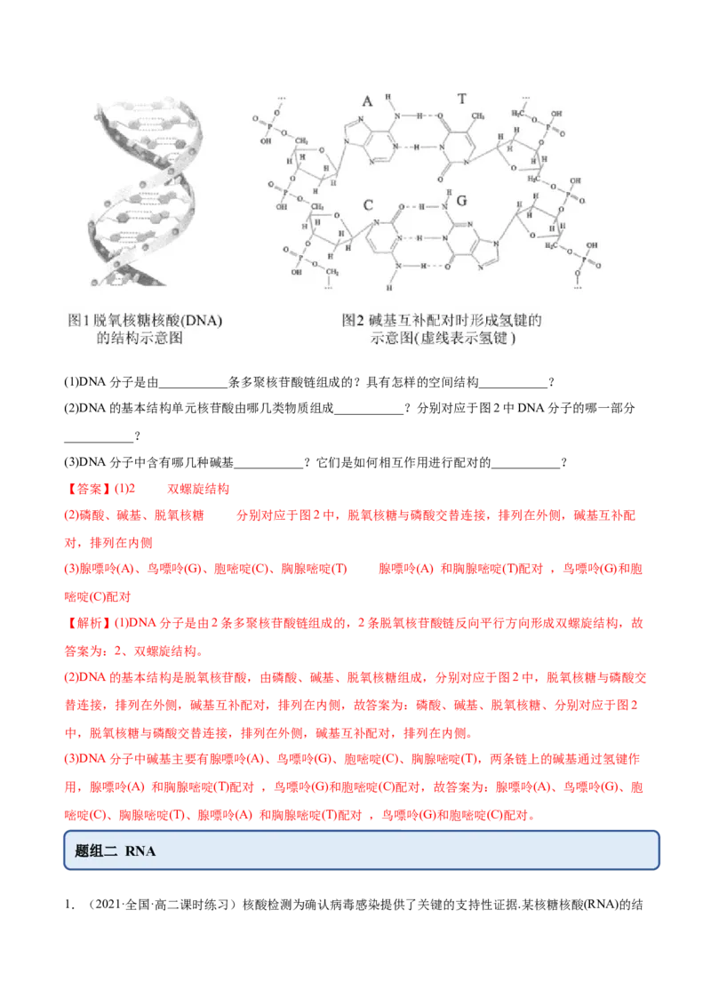 4.3核酸（精练）（人教版2019选择性必修3）（解析版）_高化_595801221724高中化学新人教版选择性必修一二三电子版教案PPT课件高中试卷_选择性必修3册（人教版）_专项练习