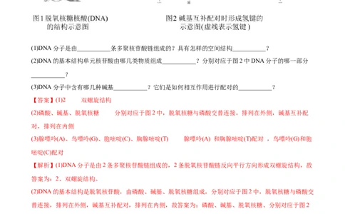 4.3核酸（精练）（人教版2019选择性必修3）（解析版）_高化_595801221724高中化学新人教版选择性必修一二三电子版教案PPT课件高中试卷_选择性必修3册（人教版）_专项练习