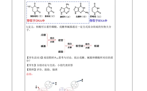4.3核酸（教学设计）-（人教版2019选择性必修3）_高化_595801221724高中化学新人教版选择性必修一二三电子版教案PPT课件高中试卷_选择性必修3册（人教版）_教学设计