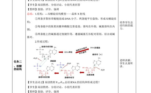 4.3核酸（教学设计）-（人教版2019选择性必修3）_高化_595801221724高中化学新人教版选择性必修一二三电子版教案PPT课件高中试卷_选择性必修3册（人教版）_教学设计