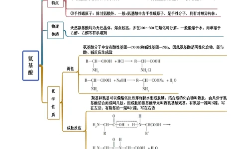 4.2蛋白质（精讲）（人教版2019选择性必修3）（解析版）_高化_595801221724高中化学新人教版选择性必修一二三电子版教案PPT课件高中试卷_选择性必修3册（人教版）_专项练习