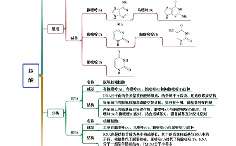 4.3核酸（精讲）（人教版2019选择性必修3）(原卷版）_高化_595801221724高中化学新人教版选择性必修一二三电子版教案PPT课件高中试卷_选择性必修3册（人教版）_专项练习