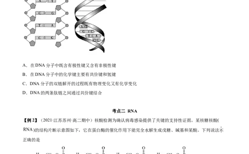 4.3核酸（精讲）（人教版2019选择性必修3）(原卷版）_高化_595801221724高中化学新人教版选择性必修一二三电子版教案PPT课件高中试卷_选择性必修3册（人教版）_专项练习