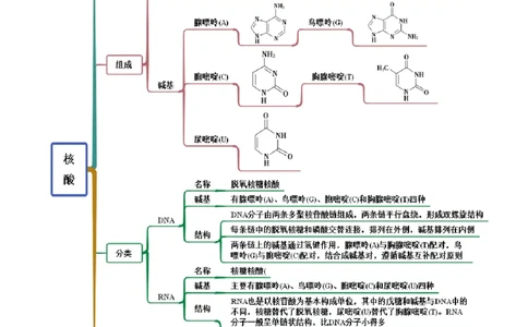 4.3核酸（精讲）（人教版2019选择性必修3）（解析版）_高化_595801221724高中化学新人教版选择性必修一二三电子版教案PPT课件高中试卷_选择性必修3册（人教版）_专项练习