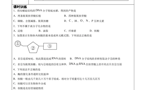第4章第3节核酸讲义新教材2020-2021学年人教版(2019)高二化学选择性必修三（机构用）_高化_2025春-人教版高中化学_05新版高中化学选择性必修3_7.机构专用_讲义+习题（机构用）