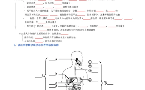专题04生物圈中的人（填空版）_02中考总复习（2026版更新中）_08-生物-中考总复习_2025中考复习资料_2025年中考生物知识梳理_专题04生物圈中的人_专题04生物圈中的人
