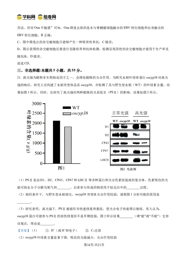 精品解析：2026届山东省日照市高三一模考试生物试题（解析版）