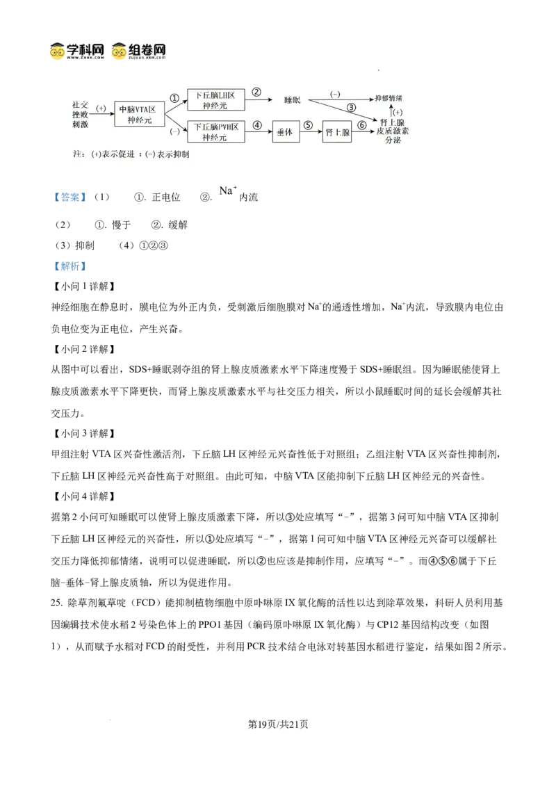 精品解析：2026届山东省日照市高三一模考试生物试题（解析版）